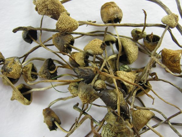 do-shrooms-go-bad-do-magic-mushrooms-go-bad-liberty-caps-shrooms