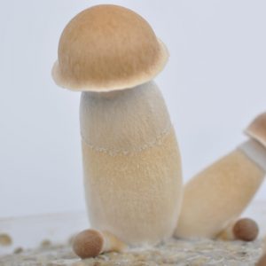 Penis Envy Mushroom