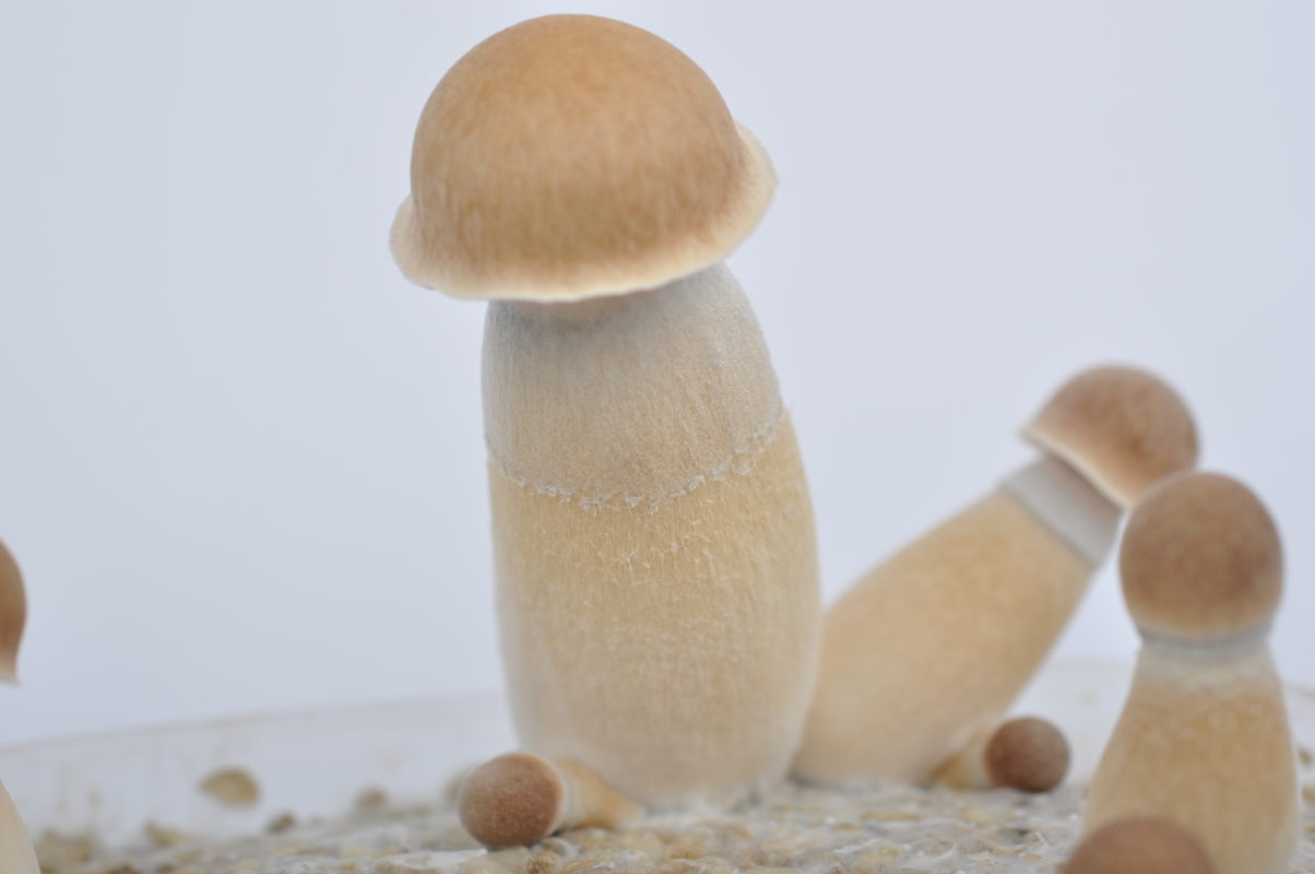 Penis Envy Penis Envy Mushroom