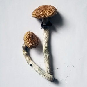 Golden teacher mushroom