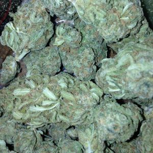 platinum blue dream strain