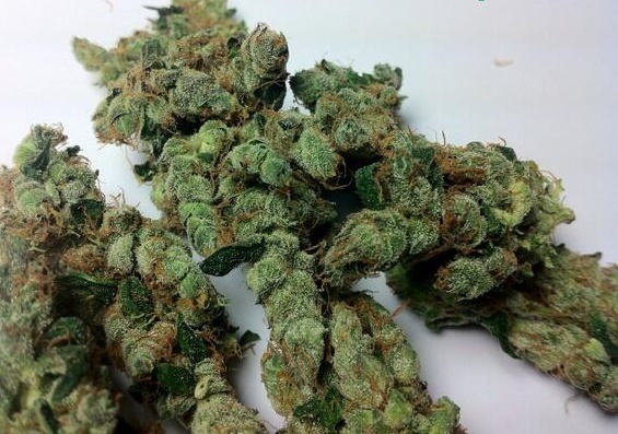 Dr.-Grinspoon.jpg gummiez strain