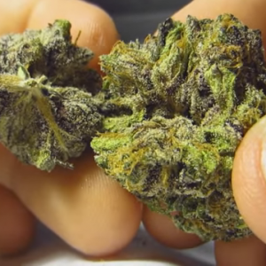 Granddaddy Purple seeds