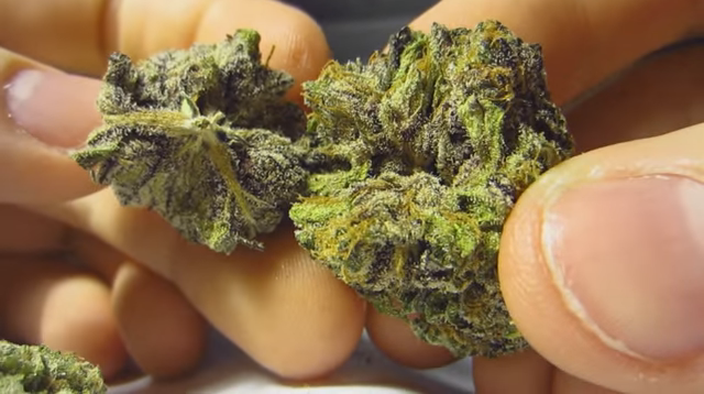 Granddaddy-Purple.png Granddaddy Purple seeds