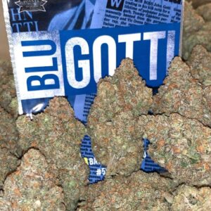 Blue gotti strain